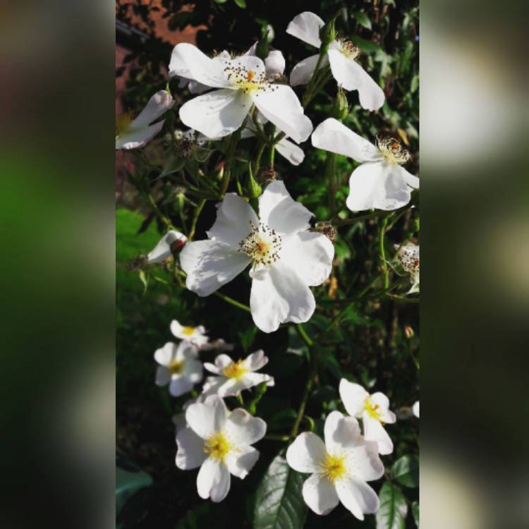 Plant image Rosa 'Flower Carpet White'