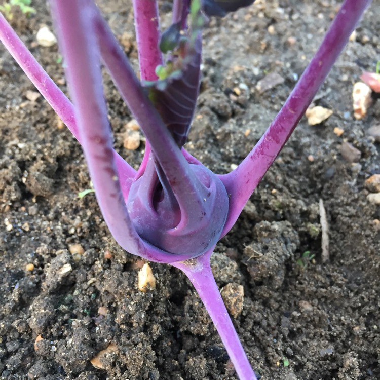 Plant image Brassica oleracea (Gongylodes Group) 'Azur-Star'