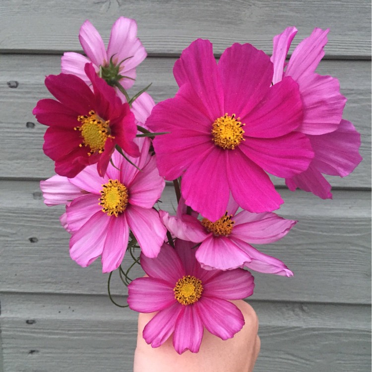 Plant image Cosmos Bipinnatus 'Sensation ' (Mixed)