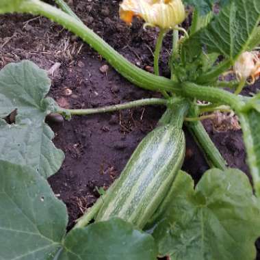 Cucurbita Pepo 'Badger Cross'