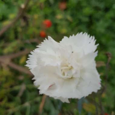 Dianthus caryophyllus