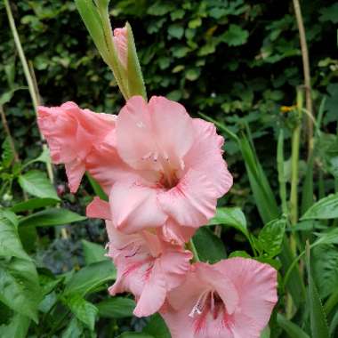 Gladiolus