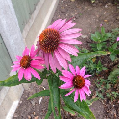 Coneflower (Echinacea)