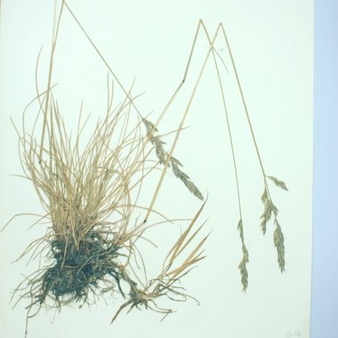 Chewings Fescue