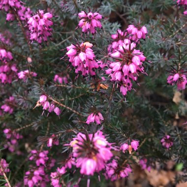 Cross-leaved Heath 'Alba Mollis'