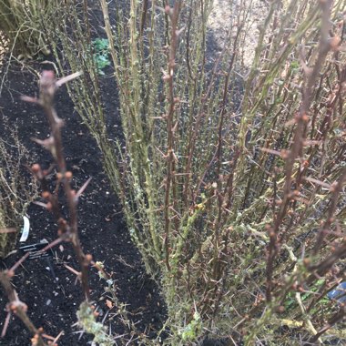 Japanese Barberry 'Helmond Pillar'