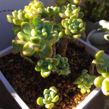 Sedum 'Clavatum'