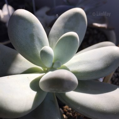 Pachyphytum 'Moonstones'