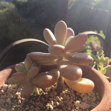 Graptopetalum 'Lavender Pebbles'