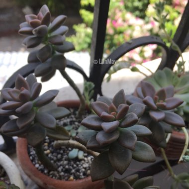 Graptosedum 'Bronze'