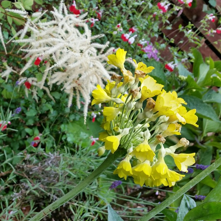 Giant cowslip