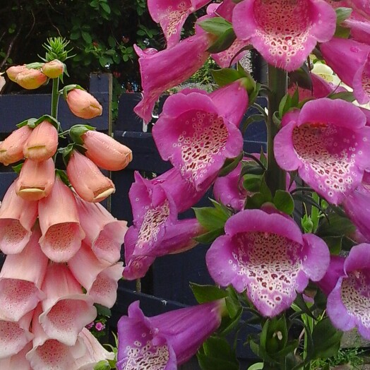 Common Foxglove