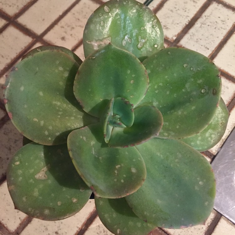 Plant image Echeveria Haku-Ho