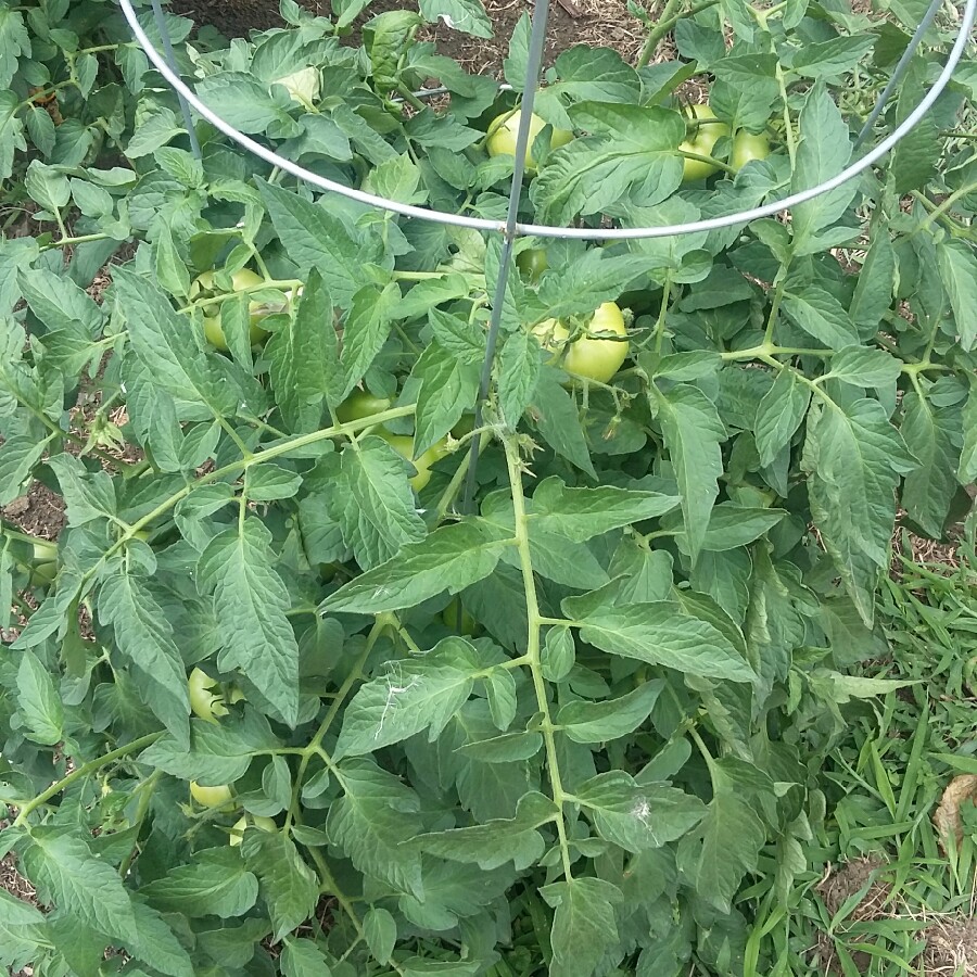 Plant image Solanum Lycopersicum 'Early Girl'