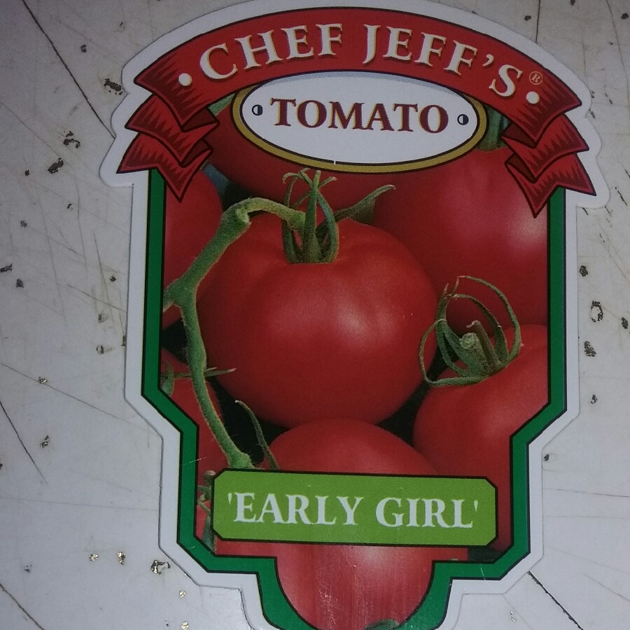 Tomato 'Early Girl'