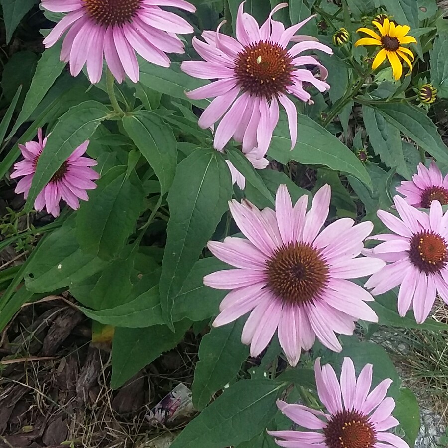 Coneflower (Echinacea)