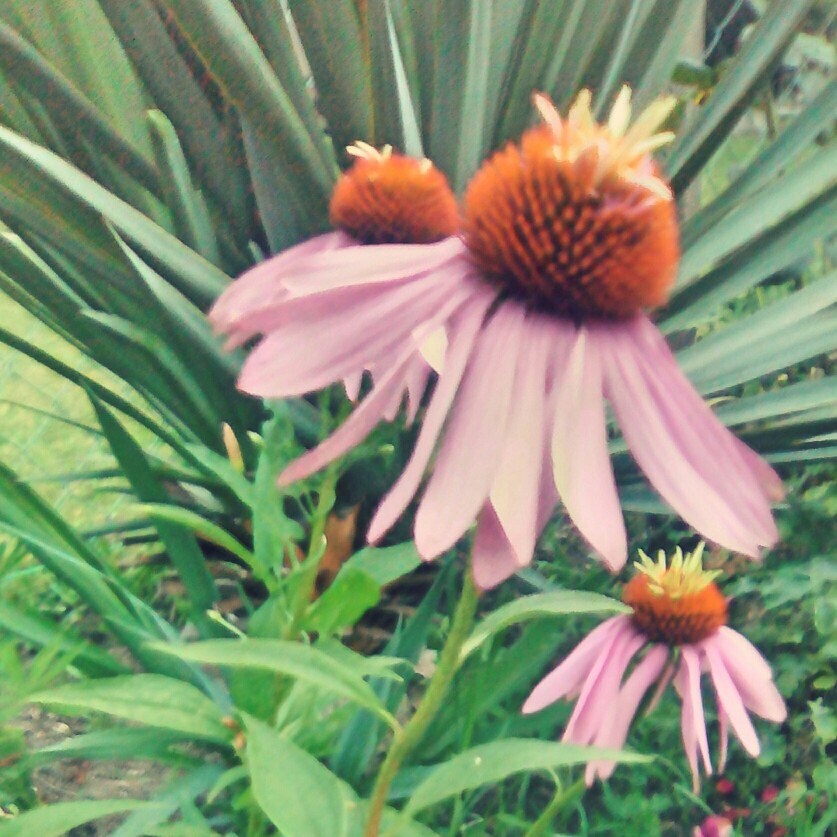 Plant image Echinacea purpurea 'Doubledecker' syn. Echinacea 'Doppelganger'