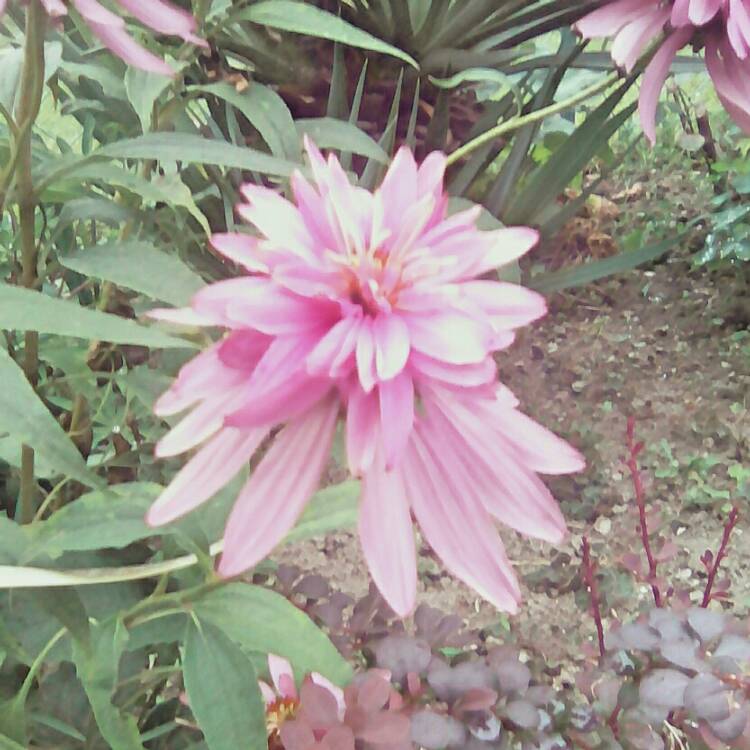 Plant image Echinacea purpurea 'Doubledecker' syn. Echinacea 'Doppelganger'