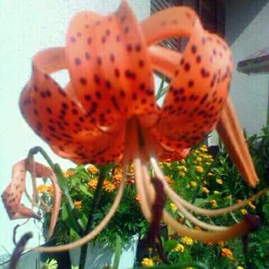 Lilium henryi