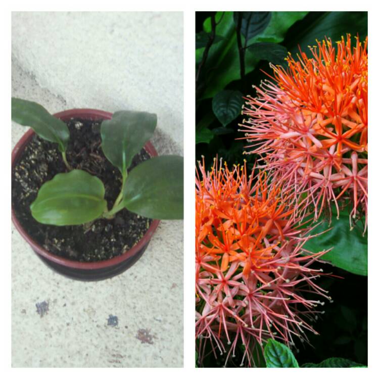 Plant image Scadoxus multiflorus subsp. katherinae