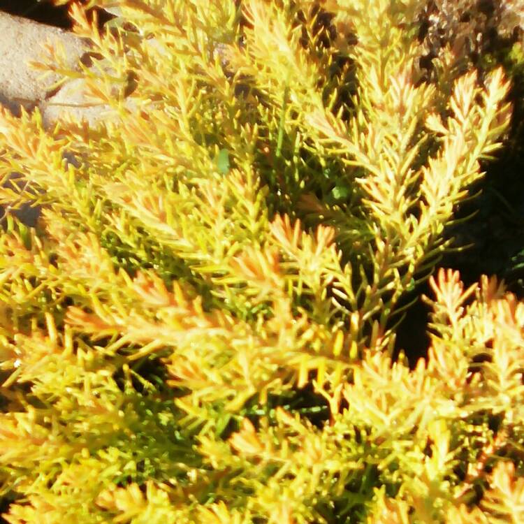 Plant image Thuja occidentalis 'Golden Globe'