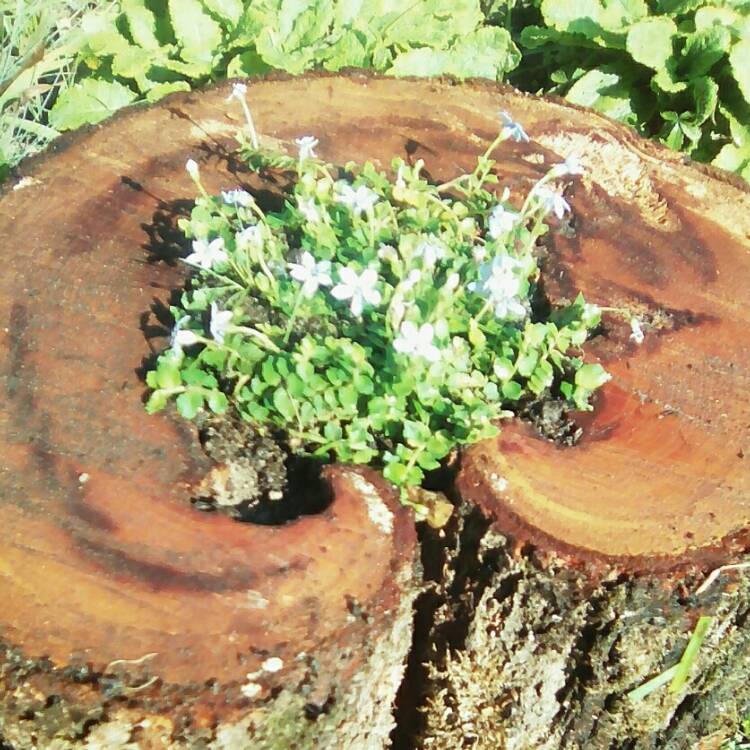 Plant image Isotoma fluviatilis 'Blue Star'