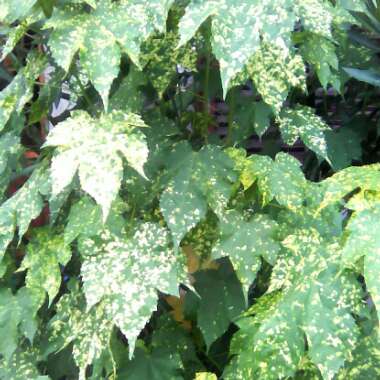 Abutilon 'Red Tiger'