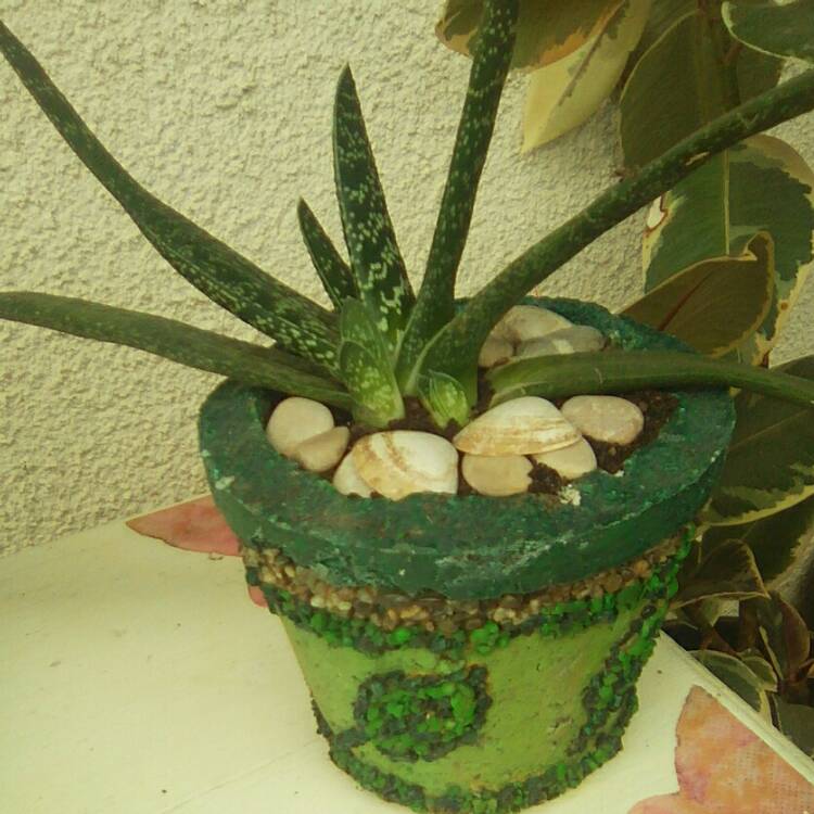 Plant image Gasteria bicolor var. 'Liliputana'