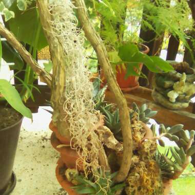 Tillandsia usneoides