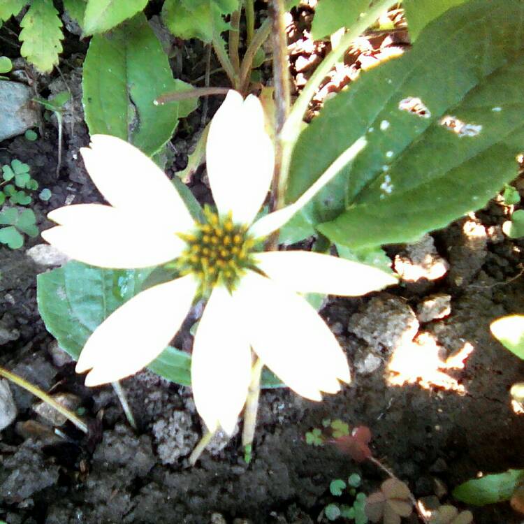 Plant image Echinacea purpurea 'Alba'