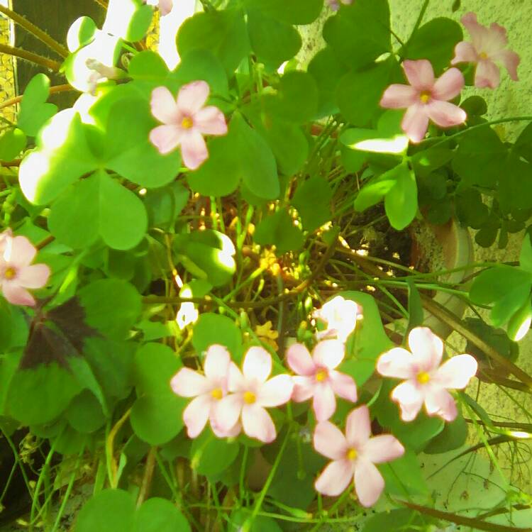 Plant image Oxalis articulata 'Liah'