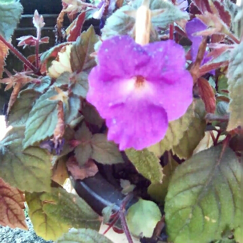 Plant image Achimenes