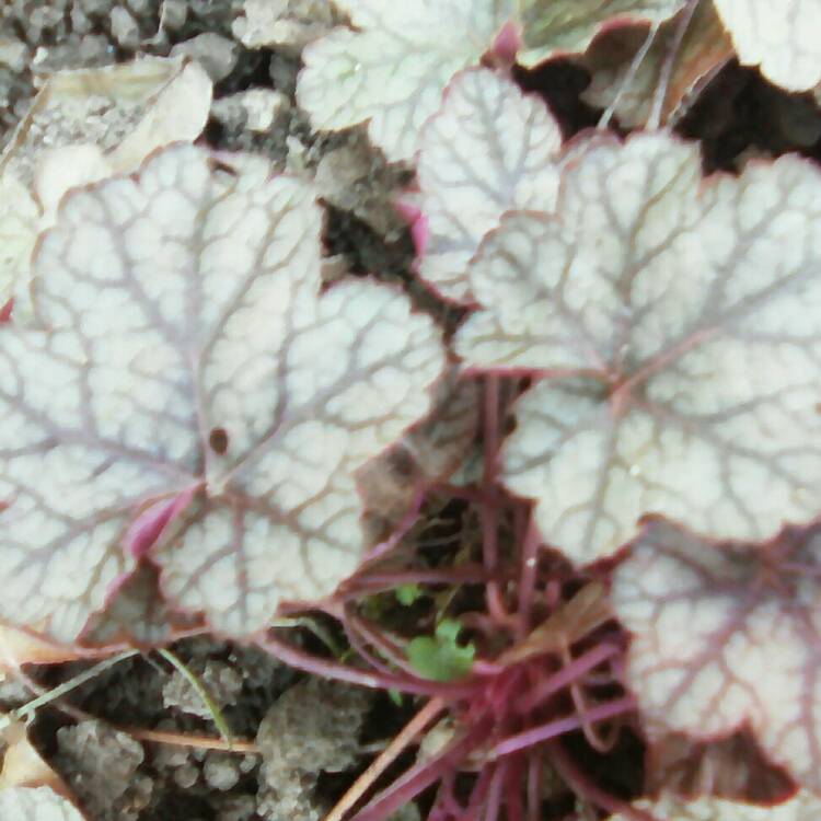 Plant image Heuchera 'Amethyst Myst'