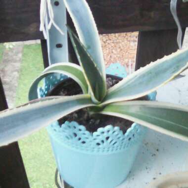 Agave Americana 'Marginata'