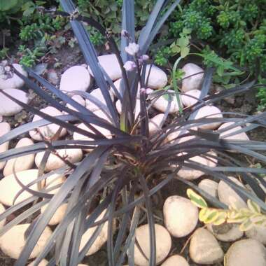 Ophiopogon planiscapus 'Kokuryu' syn. Ophiopogon planiscapus 'Nigrescens', Ophiopogon planiscapus 'Black Dragon', Ophiopogon planiscapus 'Nigra'