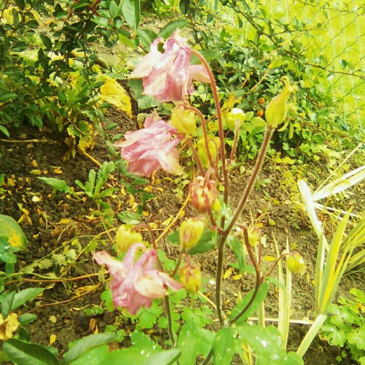 Plant image Aquilegia vulgaris 'Petticoat Pink'