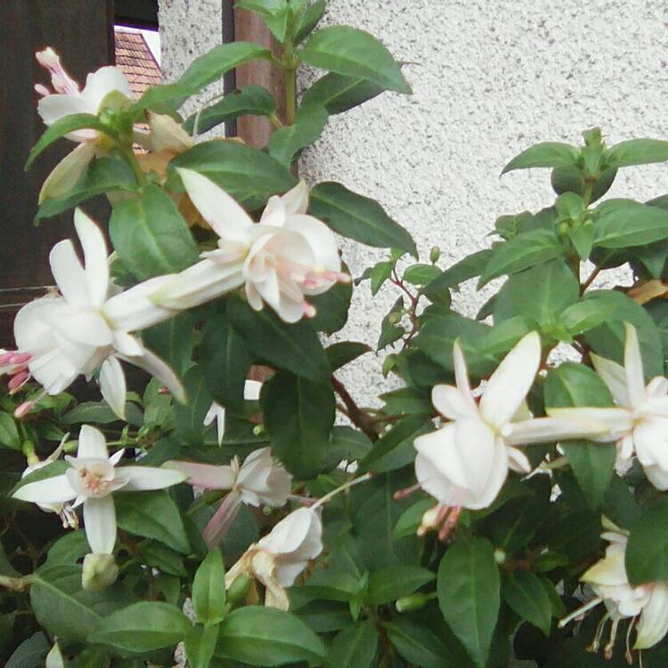 Plant image Fuchsia 'Ann Howard Tripp'