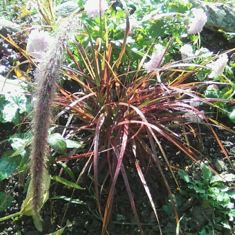 Plant image Pennisetum setaceum 'Rubrum'