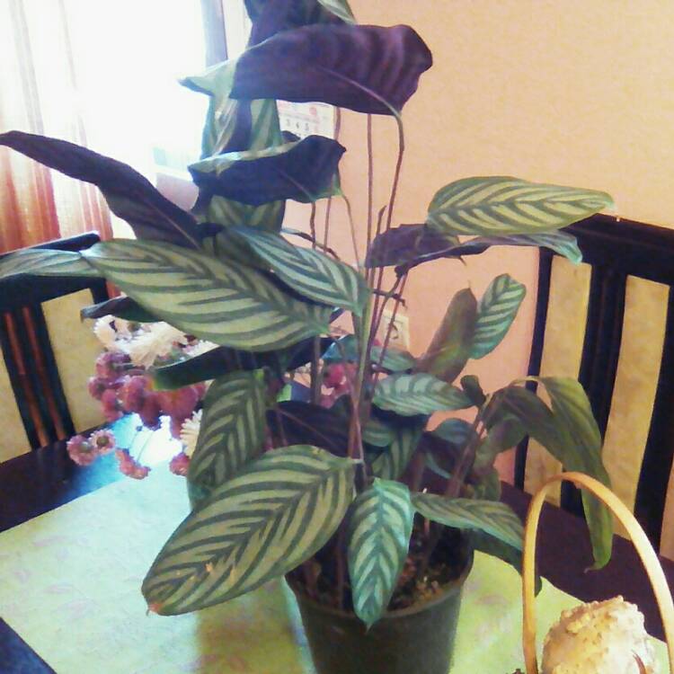 Plant image Calathea 'Compact Star'