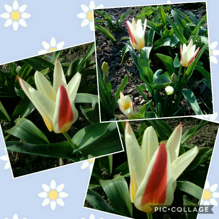 Plant image Tulipa 'Johann Strauss'