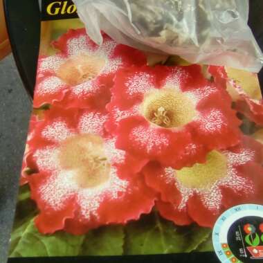 Gloxinia