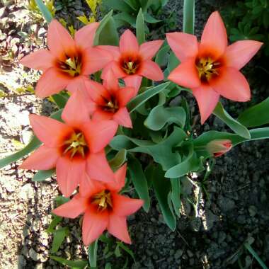 Tulipa 'Shirley'