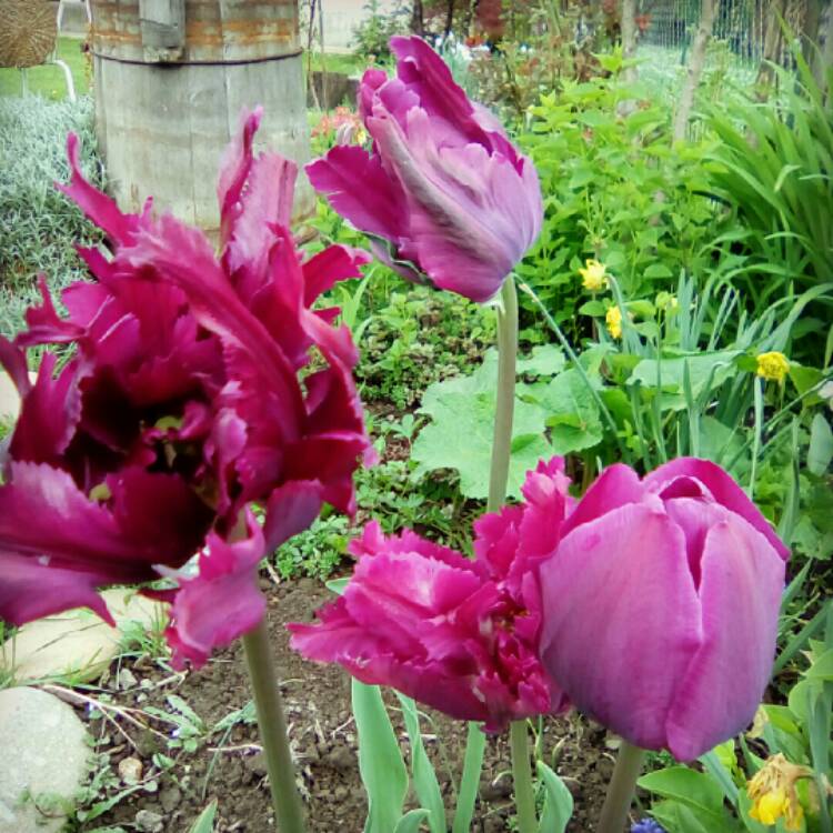 Plant image Tulipa 'Black Parrot'