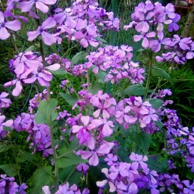 Lunaria annua