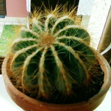 Parodia magnifica syn. Notocactus magnificus