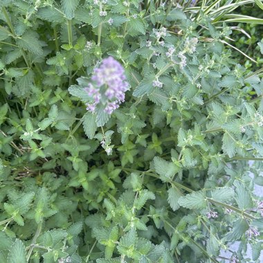 Stonecrop 'Brilliant'