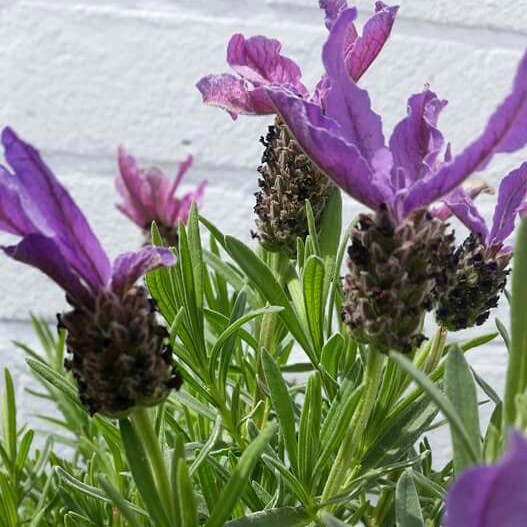 Lavender (Species) Lavender stoechas