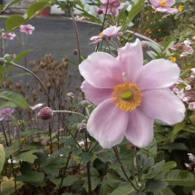 Japanese Anemone