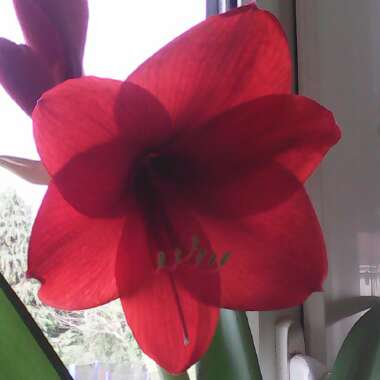 Hippeastrum (Amaryllis)