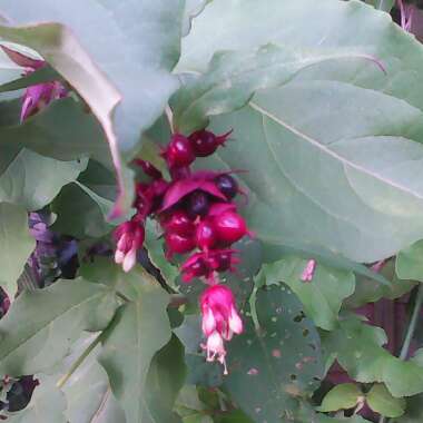 Himalayan Honeysuckle